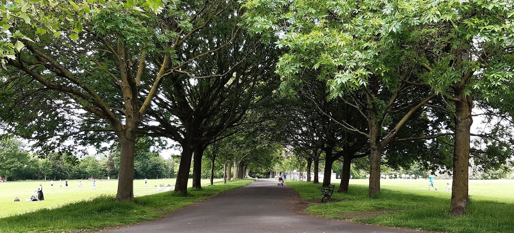 Tree lined path in a park